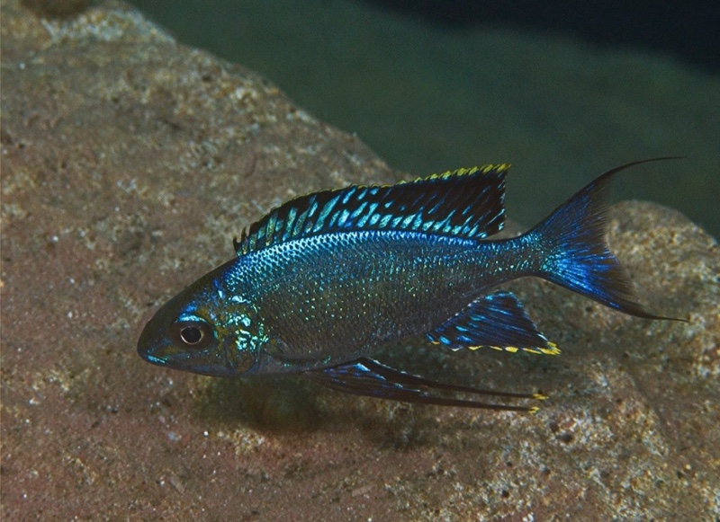 Cyathopharynx sp. 'furcifer north' Cape Bangwe